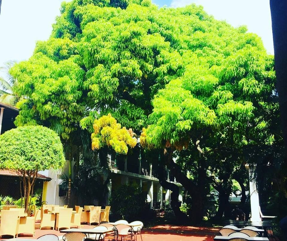 皇家兰花大酒店主图