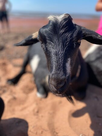 Beach Goats景点图片