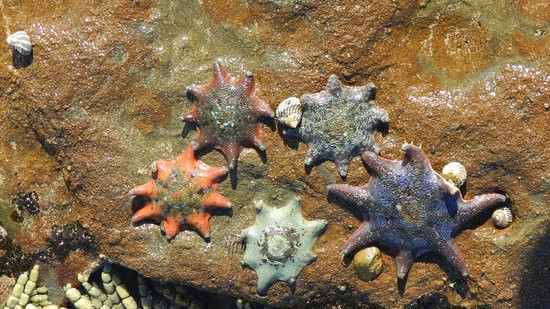 Culburra Beach Motel主图