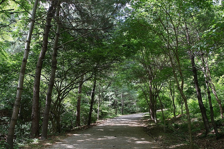 Korea National Arboretum景点图片