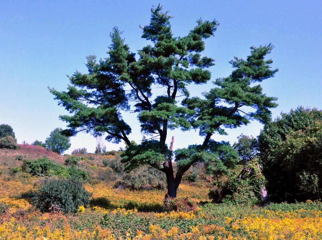 Komoka旅游攻略图片