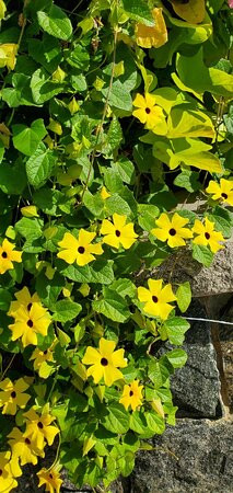 Shepard Park-乔治湖必去景点