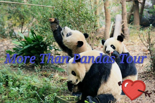 More Than Pandas Tour