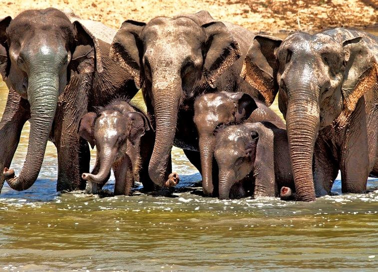 Sarath Safari Sigiriya-锡吉里亚必去景点