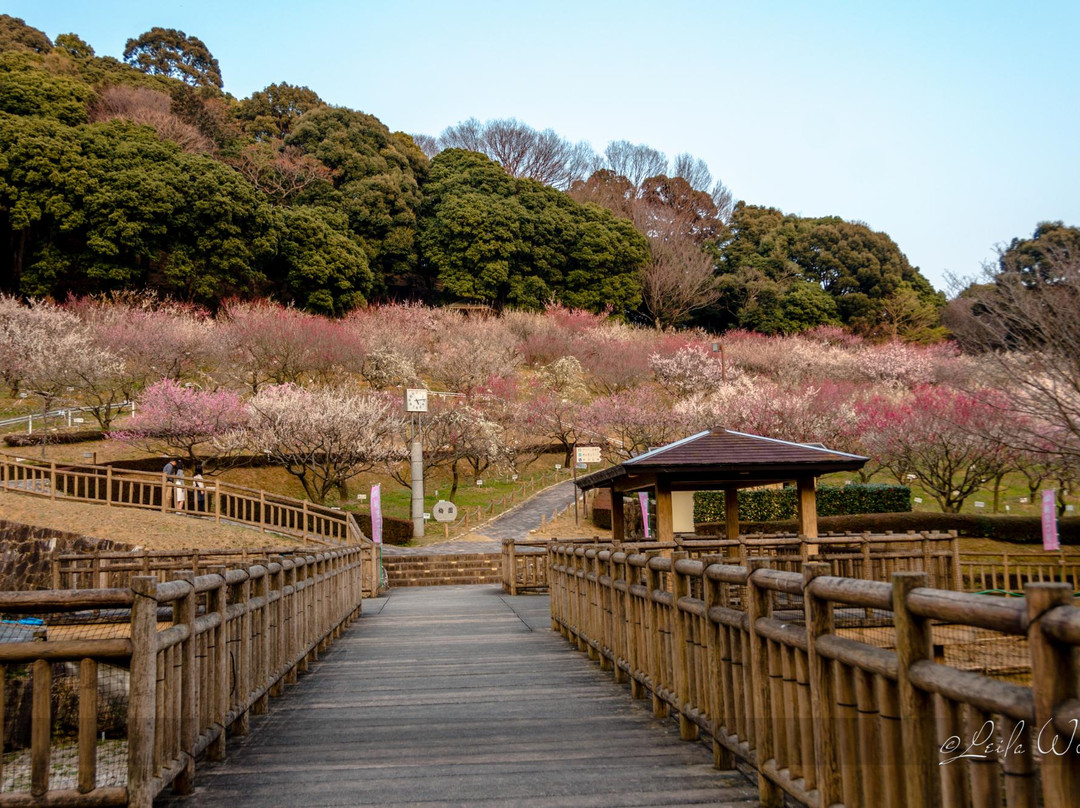 Akatsukayama Park (Gyogyo Land)