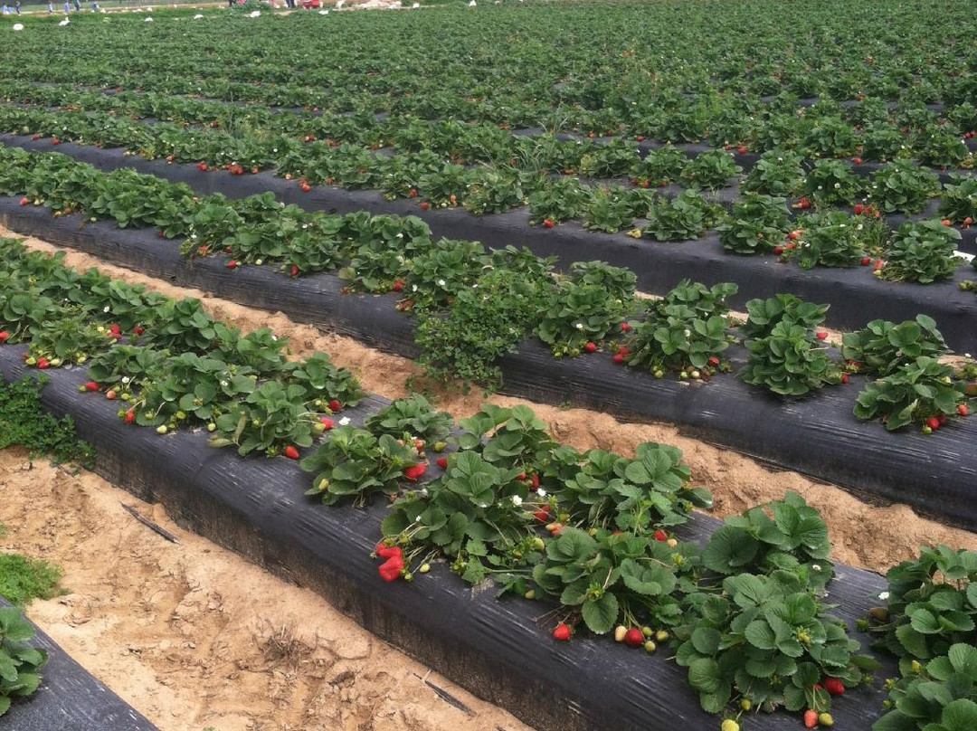 Manvel旅游景点-Froberg's Farm