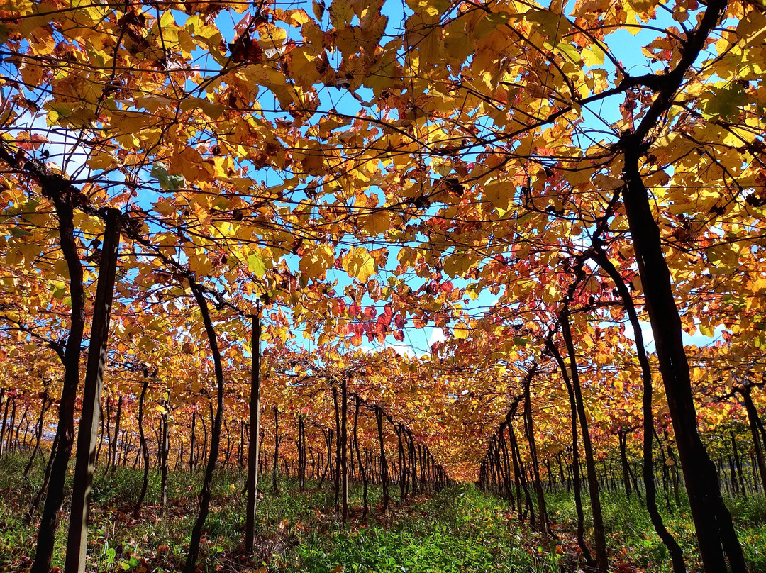 Vinhos Foresti景点图片
