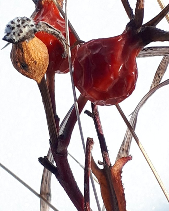 Living Prairie Museum景点图片