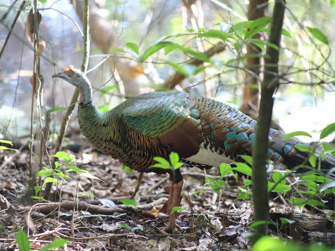 Tours in Calakmul Abel-Xpujil Town必去景点