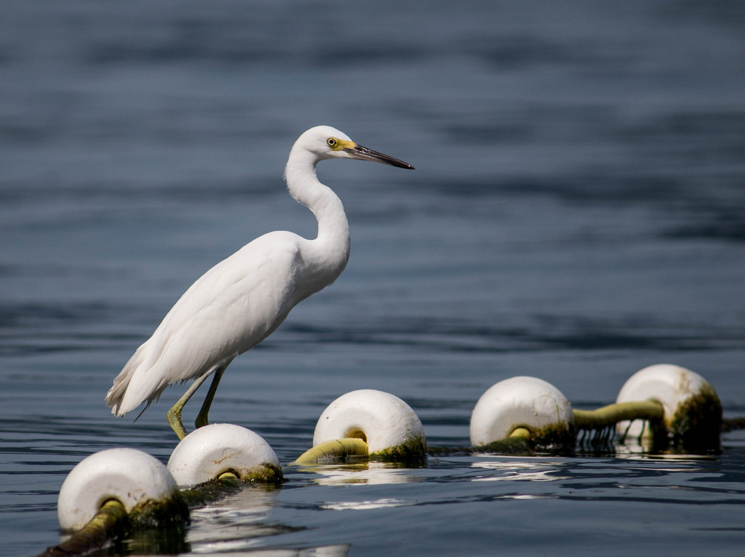 Praia Ponta Azeda-伊利亚贝拉必去景点