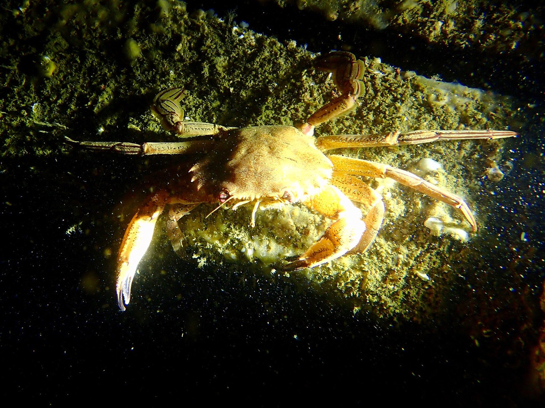 Subnauta Dive The Algarve-普赖尔洛查必去景点