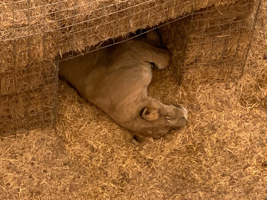 Wild Animal Sanctuary-Keenesburg必去景点