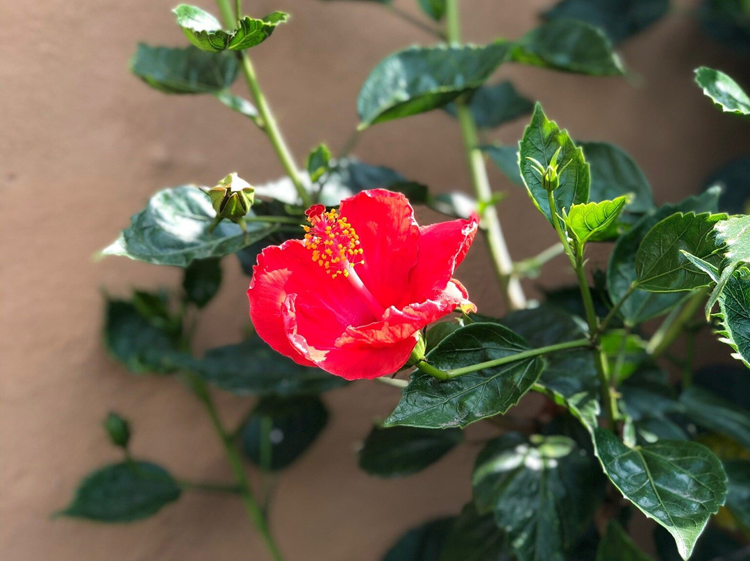 Quinta Ascension主图