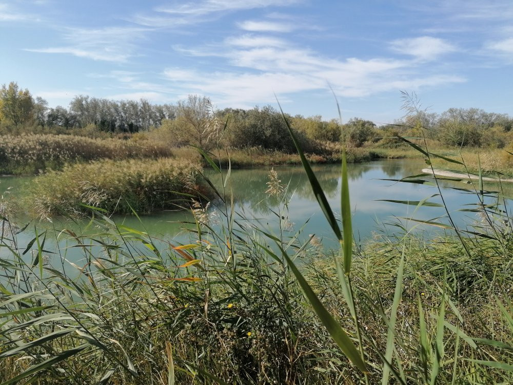 Reserva Natural de Los Galachos de La Alfranca景点图片