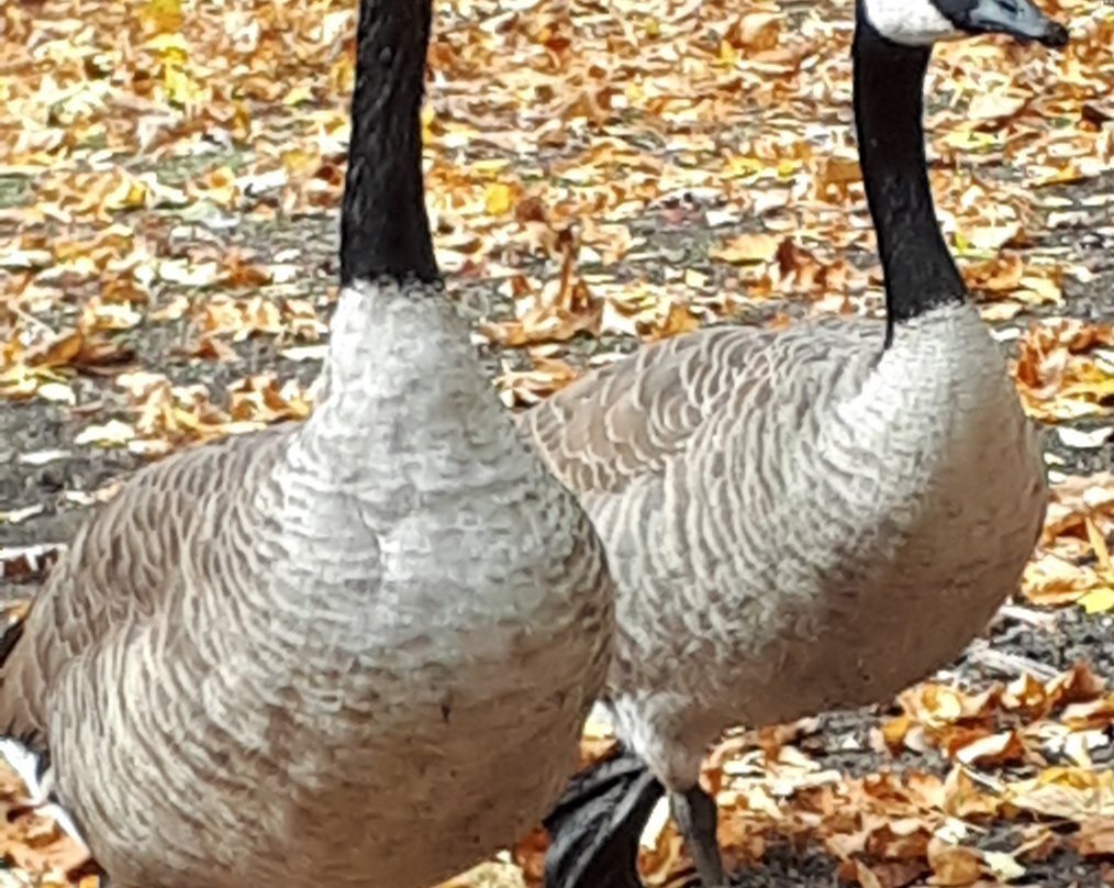 St Vital Park-温尼伯必去景点