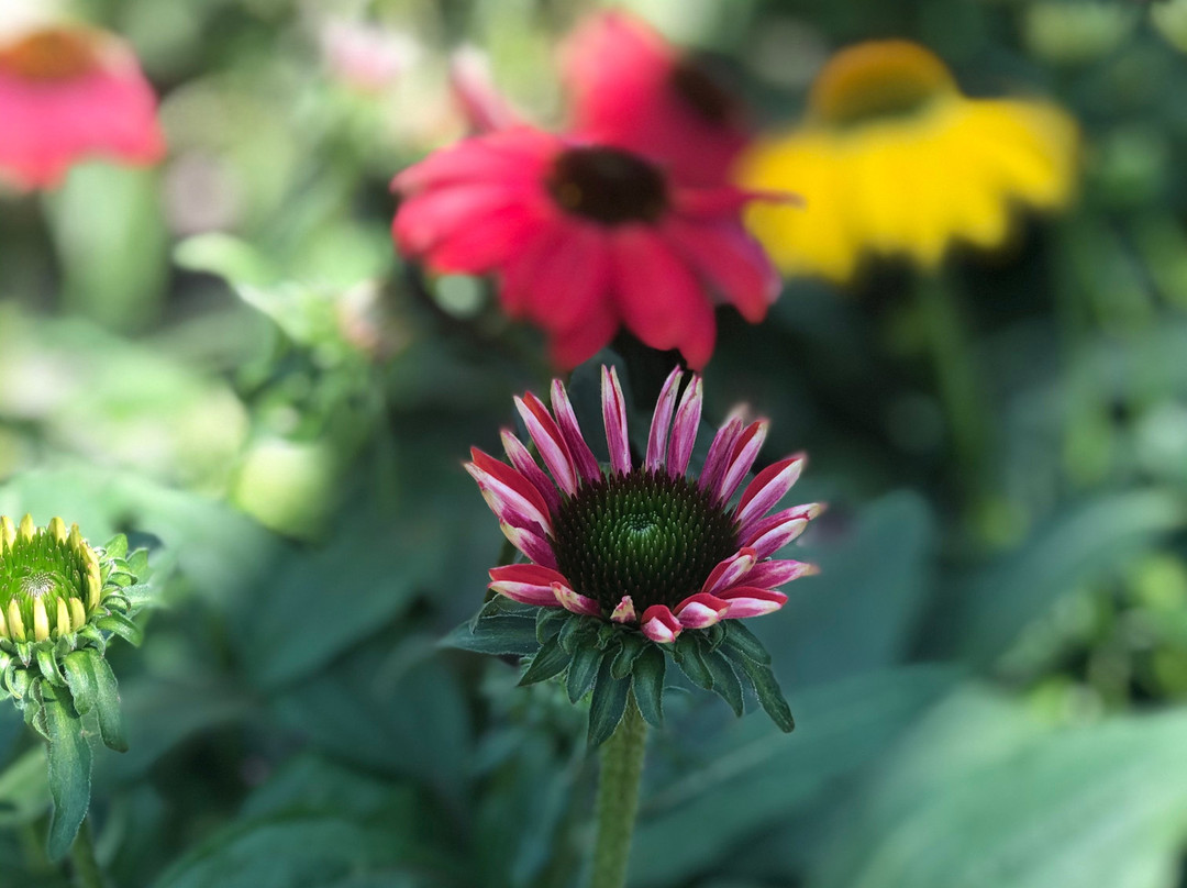 Weidner's Gardens-恩西尼塔斯必去景点
