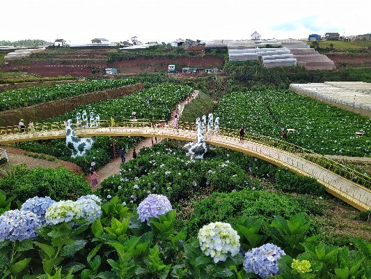 Garden Hydrangeas-大勒必去景点