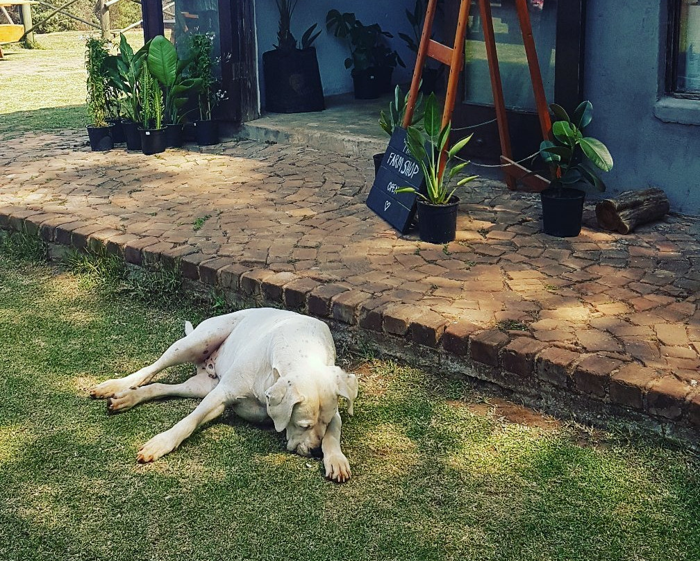 Zwakala Brewery-海纳茨堡必去景点