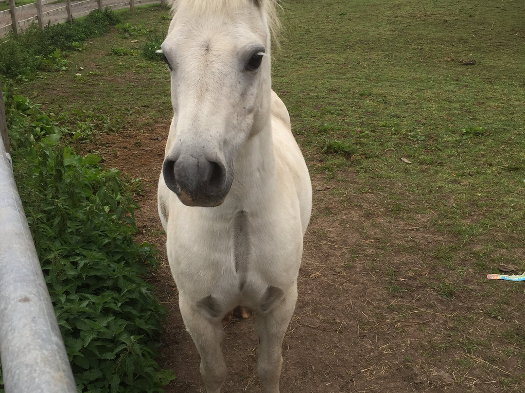 Phepson Farm Cottages主图