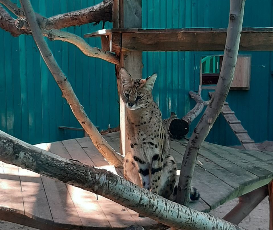 Safari Zoo-Berdyansk必去景点