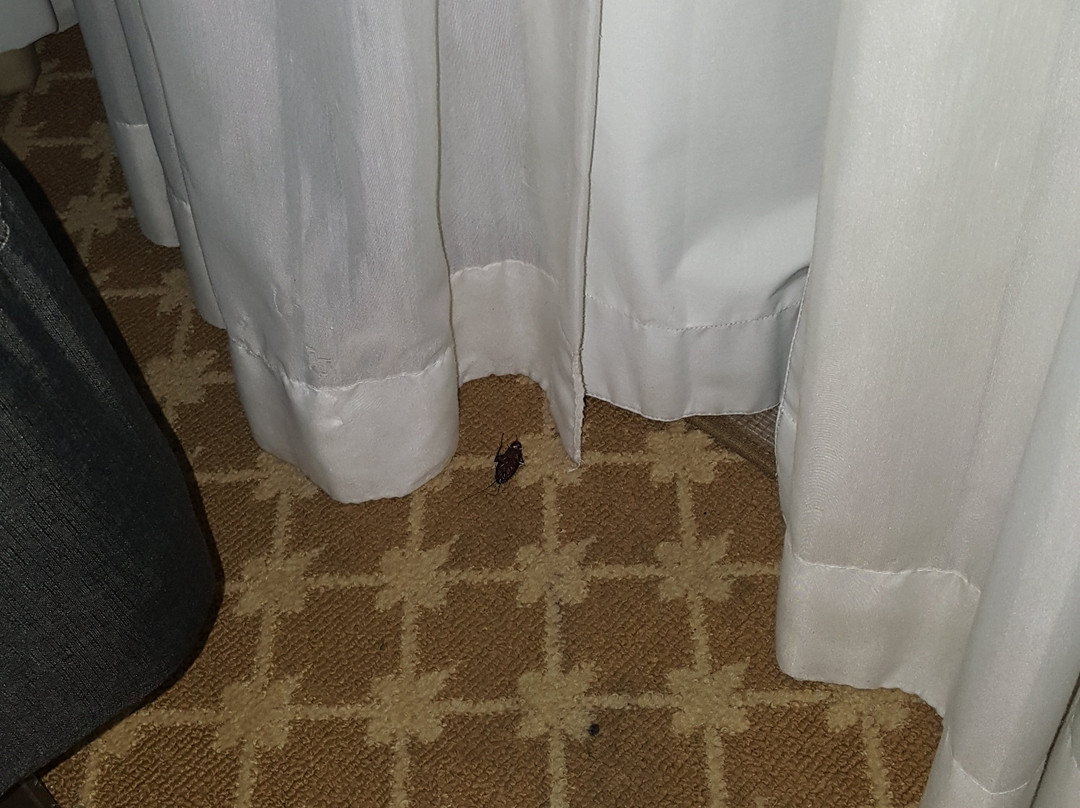 Country Inn & Suites by Radisson, Wilmington, NC主图