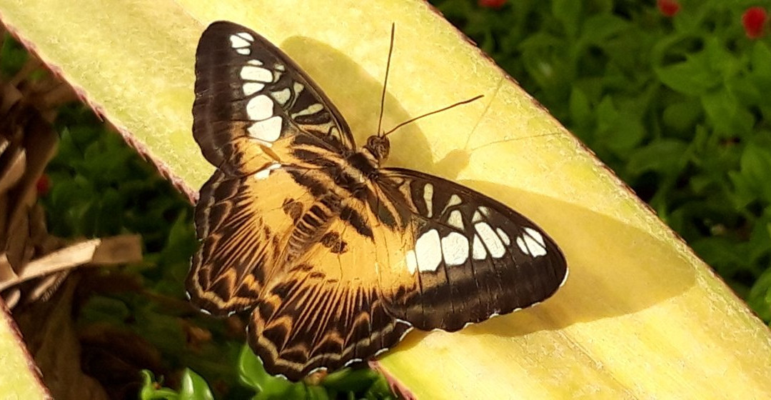 Mariposario de Níjar S.L-Nijar必去景点