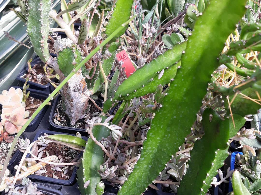 Tropicarium Bonsaï景点图片