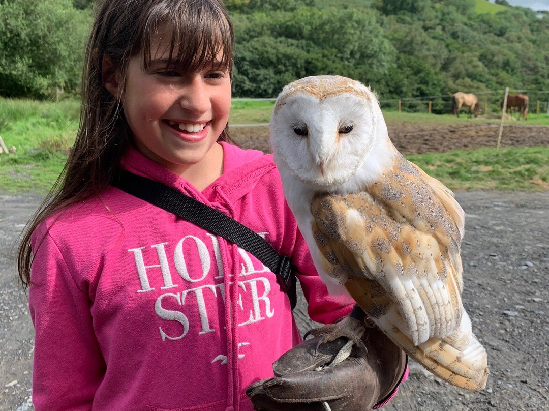 E & C Falconry Experience Ltd景点图片