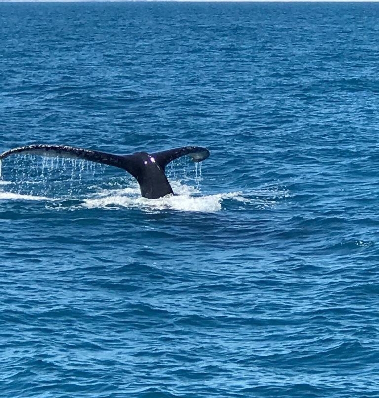 Broome Whale Watching景点图片