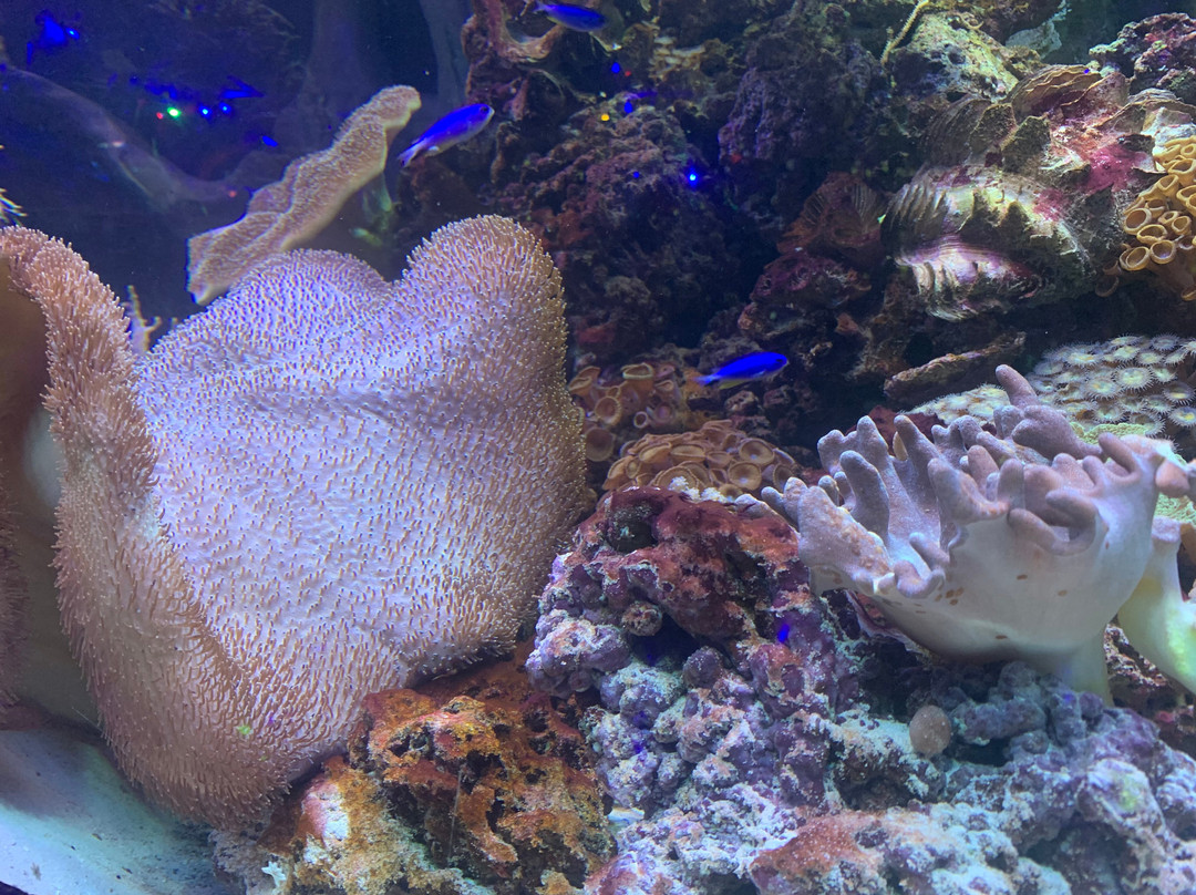 Aquarium in Yevpatoriya-Yevpatoriya必去景点