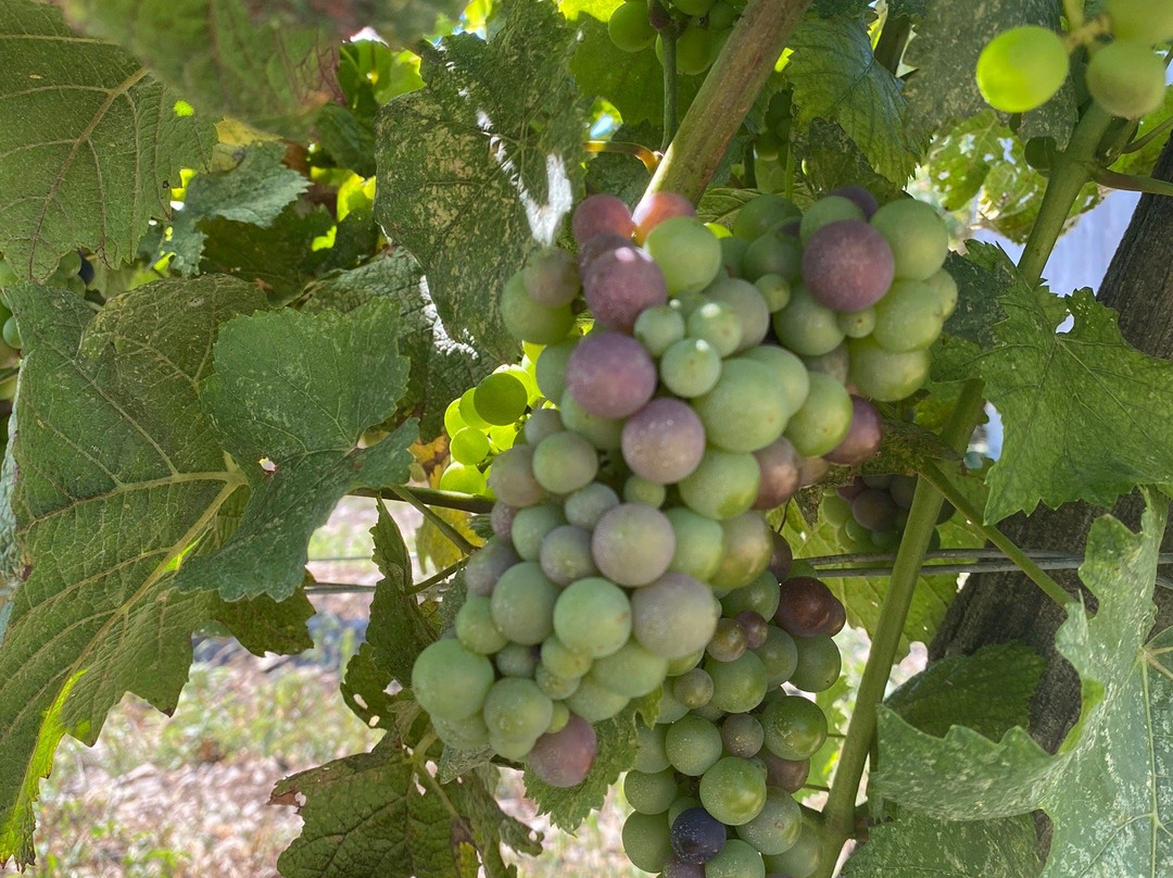 Half Moon Bay Winery景点图片