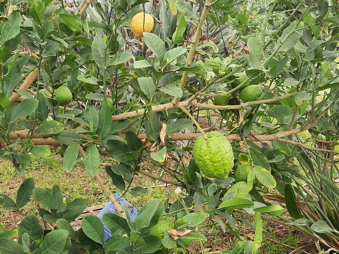 Domaine du Jasson-La Londe Les Maures必去景点