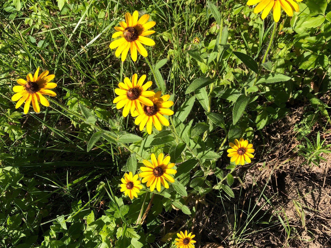 Chesterfield Central Park-切斯特菲尔德必去景点