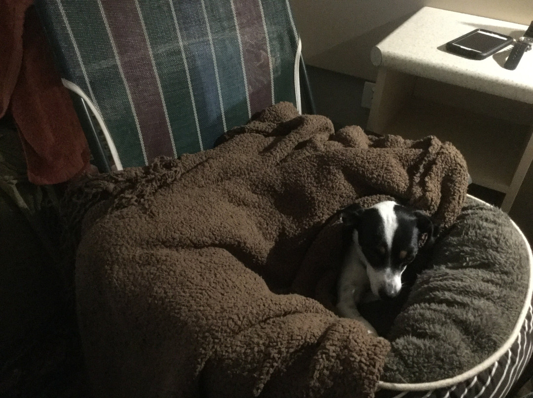 Tenterfield Motor Inn主图