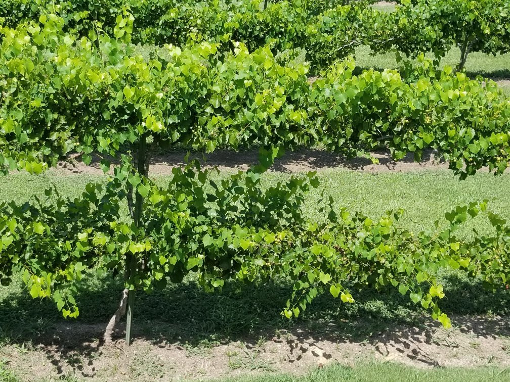 Maraella Winery-Hokes Bluff必去景点