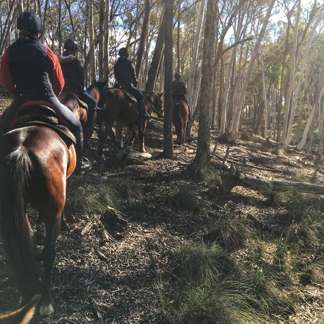 Burnelee Excursions on Horseback景点图片