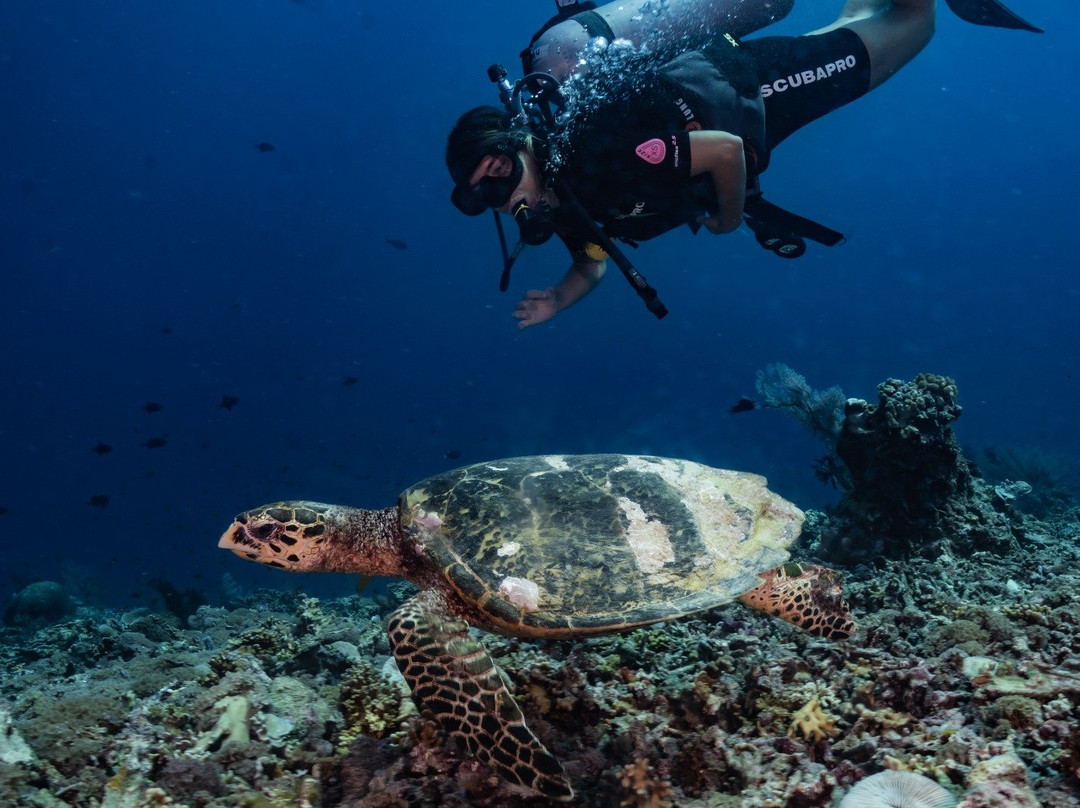 蓝海浮潜中心-Gili Air必去景点