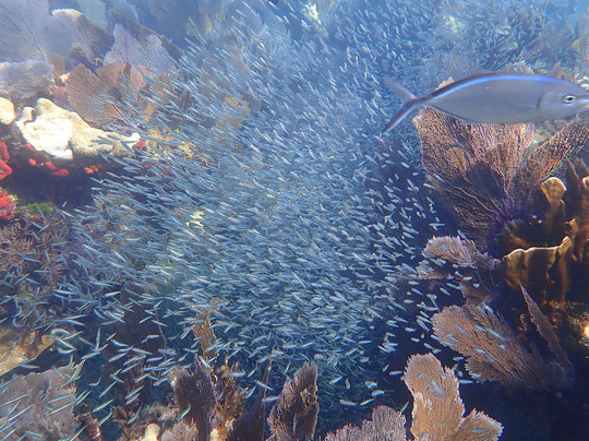 Quiescence Diving Services-拉哥岛必去景点