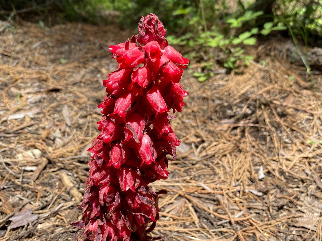 North Grove Loop Trail-红杉&国王峡谷国家公园必去景点