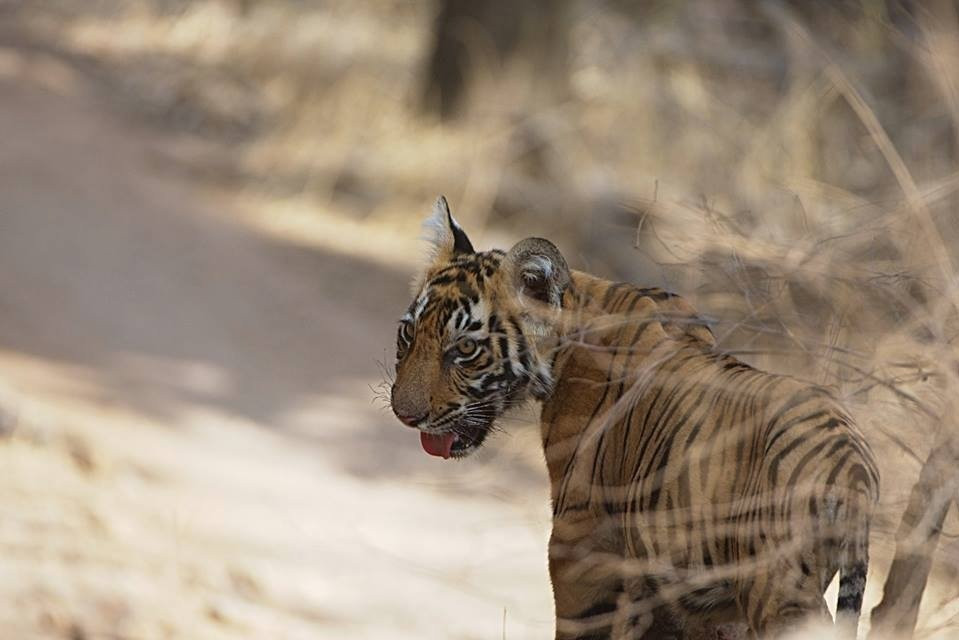 Visit2ranthambhore-瑟瓦伊马托布尔必去景点