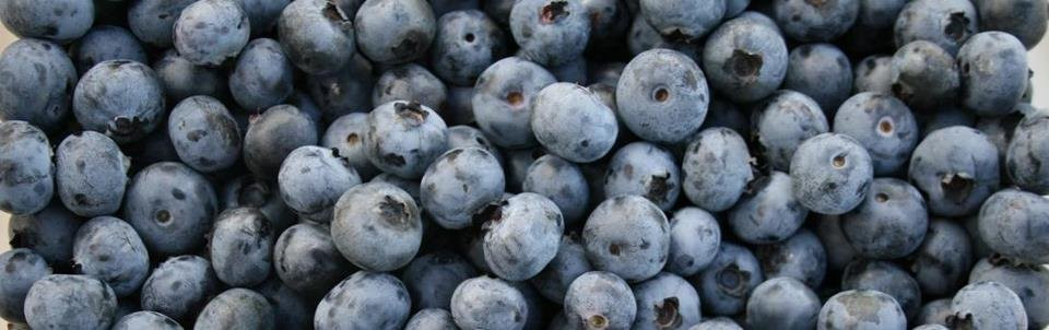 Blueberry Country Ltd.景点图片