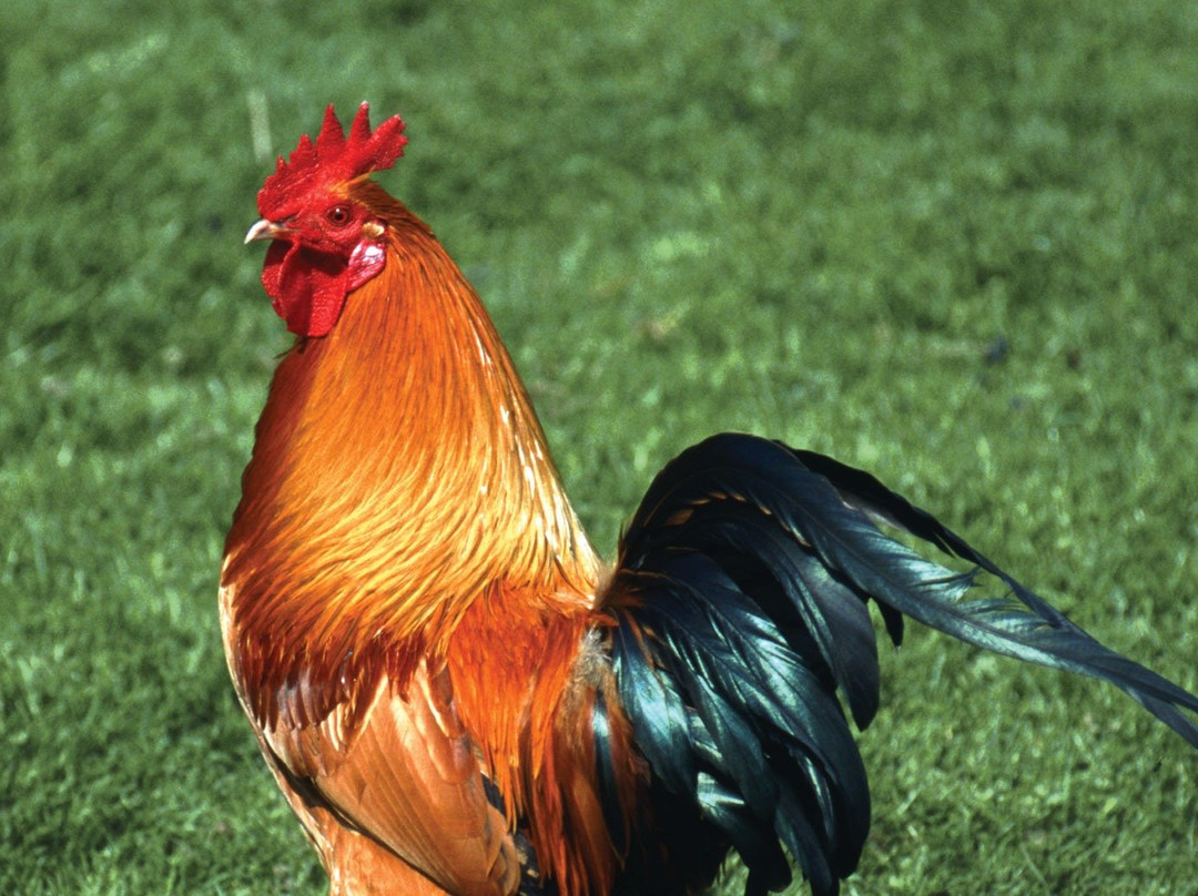 Island Tales-基韦斯特必去景点