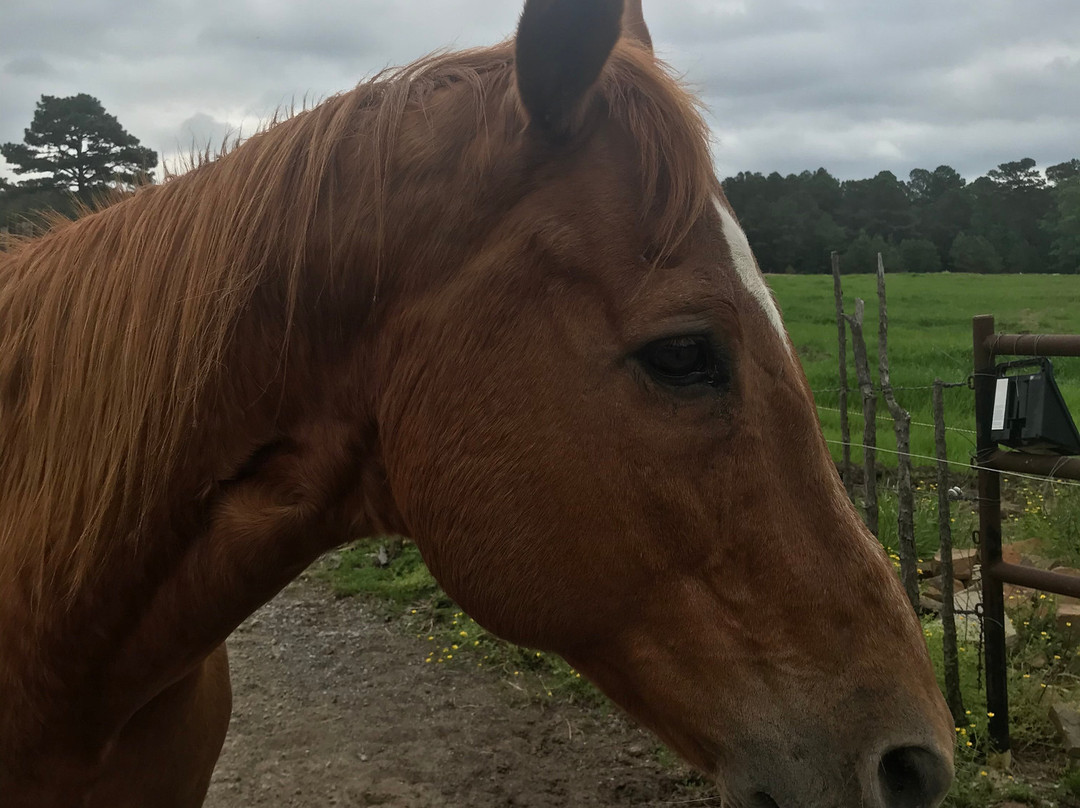 Robbers Cave Stables-Wilburton必去景点