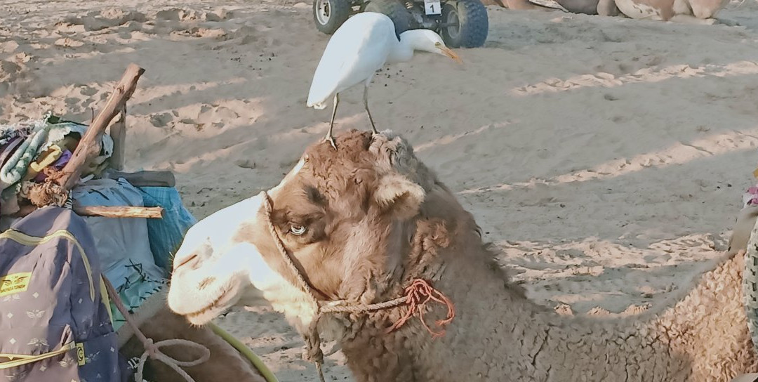 Essaouira Trip-索维拉必去景点