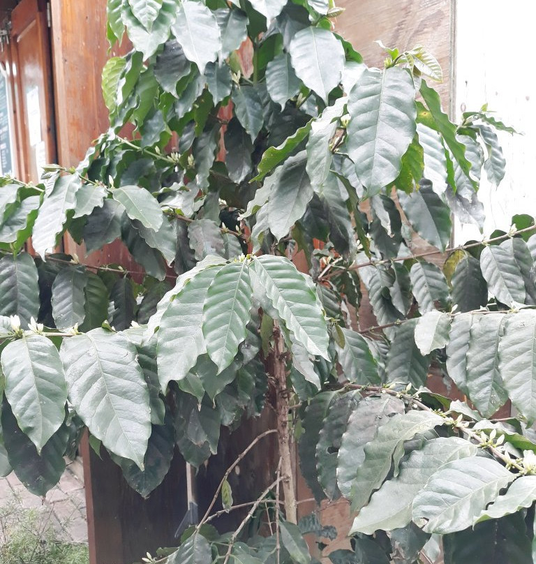 Museo del Cafe-Ciales必去景点