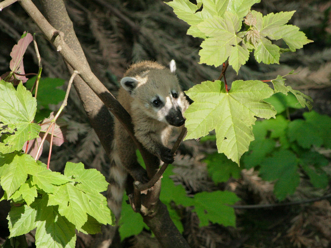 Tierpark Neumünster景点图片