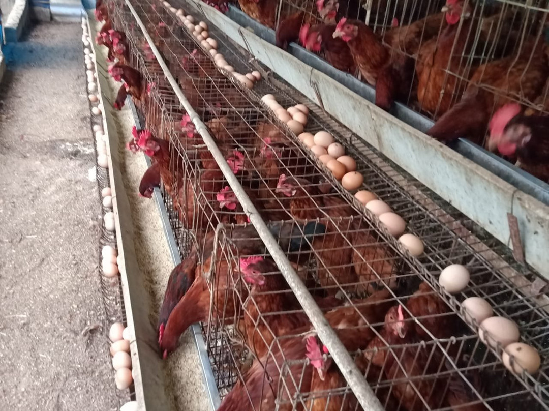 Magadi RanganathaSwamy Temple-Magadi必去景点