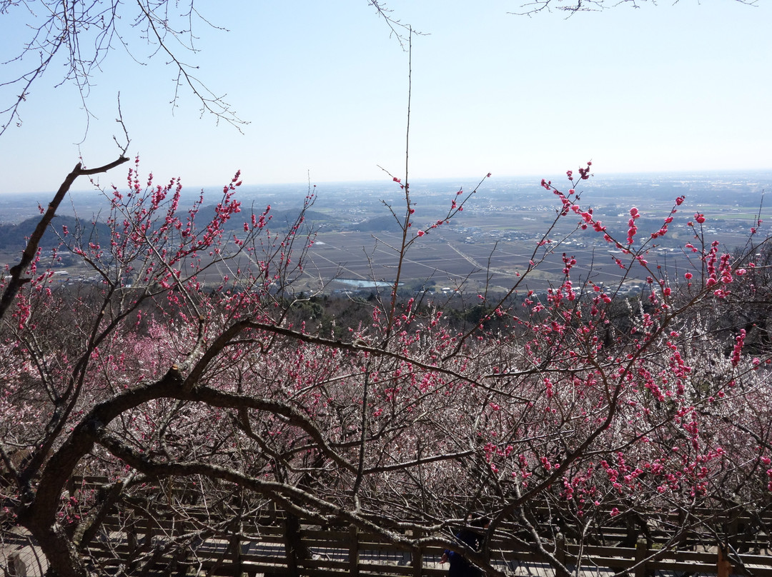 Mt. Tsukuba Ume Blossom Matsuri-筑波市必去景点