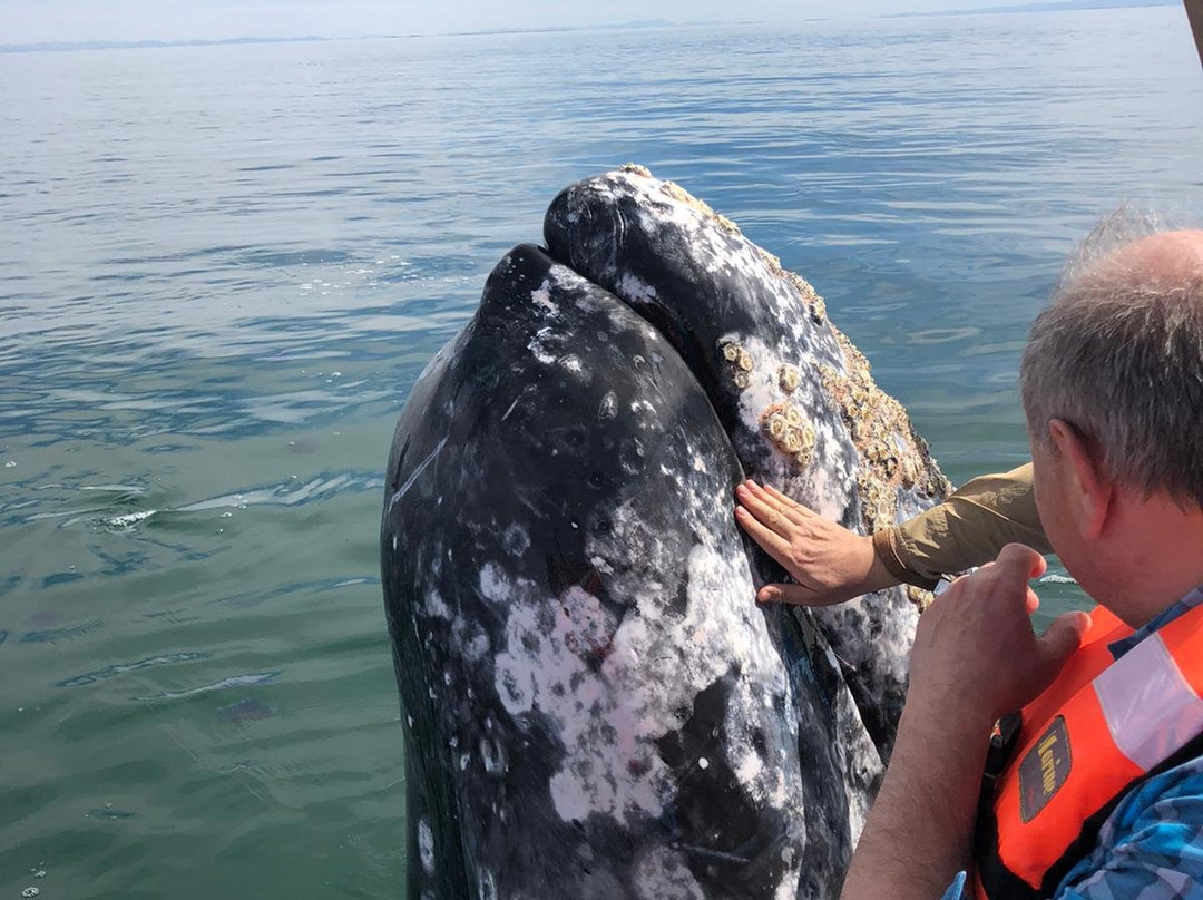 BajaDayTripper-罗萨里多必去景点