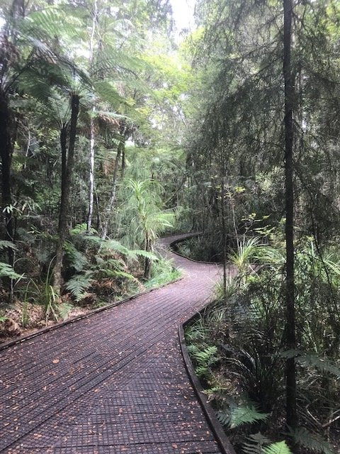 Manginangina Kauri Walk景点图片